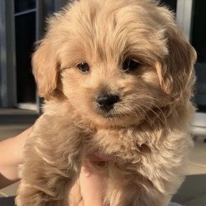 Meet your Posher, Rylee